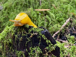 Yellow Banana Slug in Redwood Forest in North America. Natural habitat. Ariolimax dolichophallus. Pacific Banana Slug. California. USA