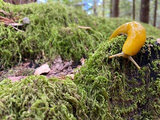 Yellow Banana Slug in Redwood Forest in North America. Natural habitat. Ariolimax dolichophallus. Pacific Banana Slug. California. USA