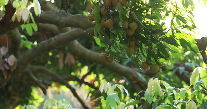 Lychee fruits in growth on tree in the sunrise