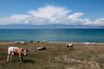Organic Dairy Cows grazing in the beautiful fields of Olkhon Island in the Baikal Lake, in Russia