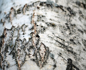 Black-white striped and cracked natural texture of russian birch bark