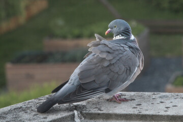 pigeon on the wall