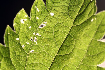 background green leaf of a plant translucent in the sunlight