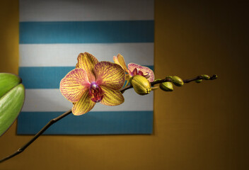 orquidea colombiana en un fondo amarillo