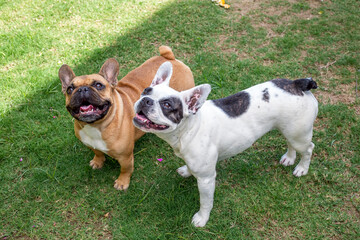 Fototapeta premium Pet animal; cute french bulldog