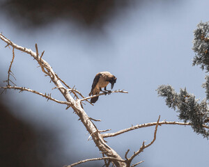 A Crow In a Tree
