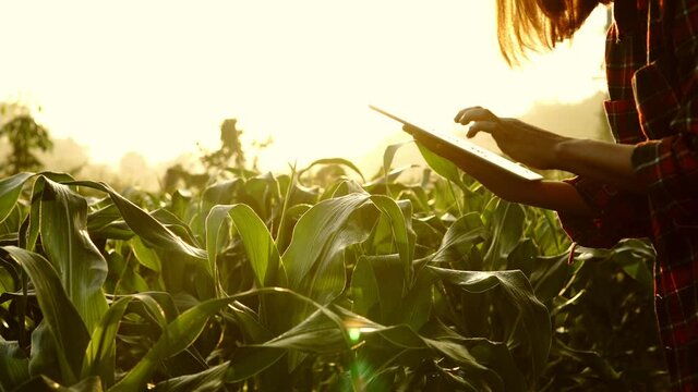 Young woman farmer  with digital tablet Checking the integrity of the corn field of agriculture. Smart eco a harvesting agriculture farming 