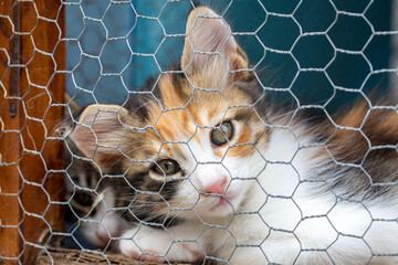 Animal shelter, street cat in cage