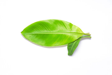 Obraz premium Ficus elastica leaf isolated on white backdrop. Organic tropical herb, eco decoration. Clipping path