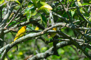 Canarios costeños Sicalis Flaveola pareja