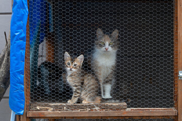 Animal shelter, street cat in cage