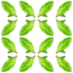 Fototapeta premium Ficus elastica leaf seamless pattern isolated on white backdrop. Organic tropical herb, eco decoration.