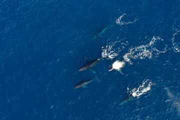 Humback Whales