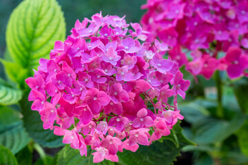 Hydrangea macrophylla flower in garden