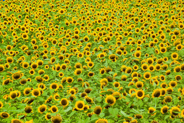 鹿児島市都市農業センターのひまわり