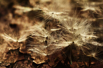 Dandelion seed on an old surface with peeling paint