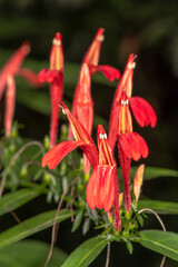 Brazilian Shrimp Plant (Justicia brasiliana)