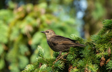 Young  European starling sitting on te spruce.