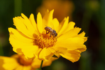 Bee collecting pollen to make honey.