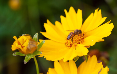 Bee collecting pollen to make honey.