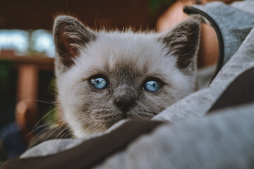 A British shorthair kitten with beautiful blue eyes