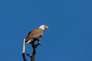 Female Bald eagle sitting near nest
