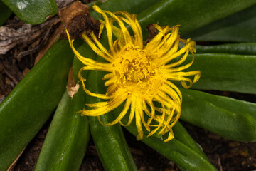 Glottiphyllum (Glottiphyllum longum)