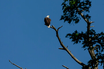Female Bald eagle sitting near nest