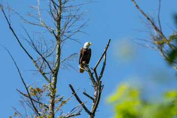 Female Bald eagle sitting near nest
