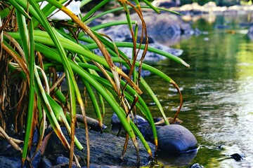 plants on a river side of kabini river ,wayanad 
