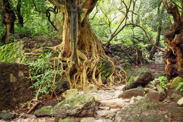 tree with roots and stairs in the jungle