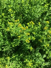 green plant with yellow buds