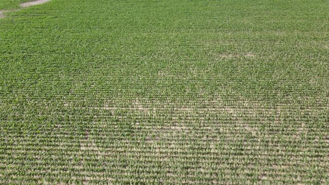 Farm field with new plants growing