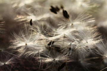 Seed macro close up. Soft focus. Summer nature