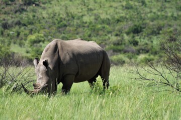 Fototapeta premium A white rhino in the african bush