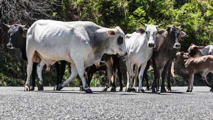 dramatic image of cattle running the street in a small caribbean mountain town of the dominican republic.