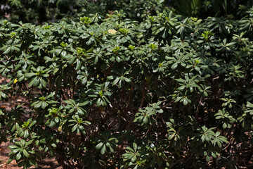 green leaves background