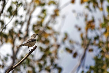 
Mockingbird
