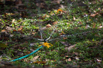 
water sprinkler