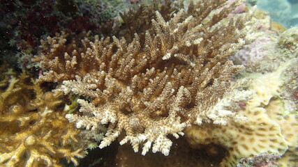 Coral found at coral reef area at Tioman island, Malaysia