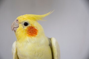 Colourful Cockatiel on grey background