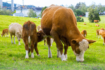 Herd of Healthy Brown Cows Grassing on Green Pasture at One Tree Hill Park, Auckland New Zealand; Cows Domestic Farm Animals
