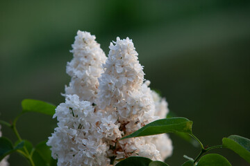 White double lilac in the dawn light