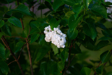 White lilac tree covered with dew at the dawn
