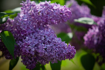 Two curly lilac clusters in full bloom among the tree branches