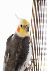 Grey cockatiel on white background