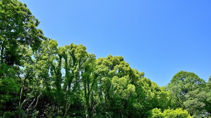 青空バックに新緑に包まれた森の情景
