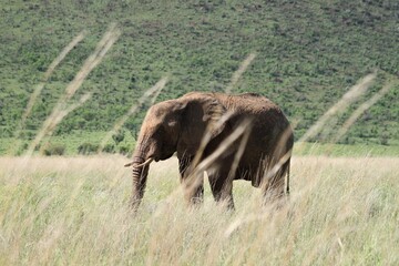 An african elephant in the savannah behind high grass