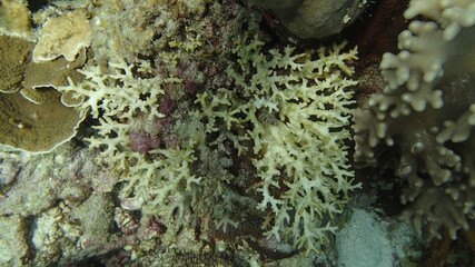 Coral found at coral reef area at Tioman island, Malaysia