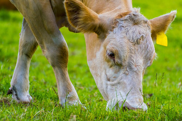 Naklejka na ściany i meble Close Up Photo of Healthy Brown Calf at One Tree Hill Park, Auckland New Zealand; Cow Domestic Farm Animal 